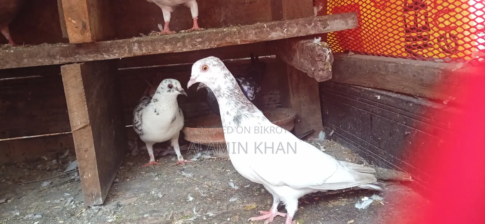 ২ টি রানিং মাদি