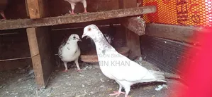 ২ টি রানিং মাদি
