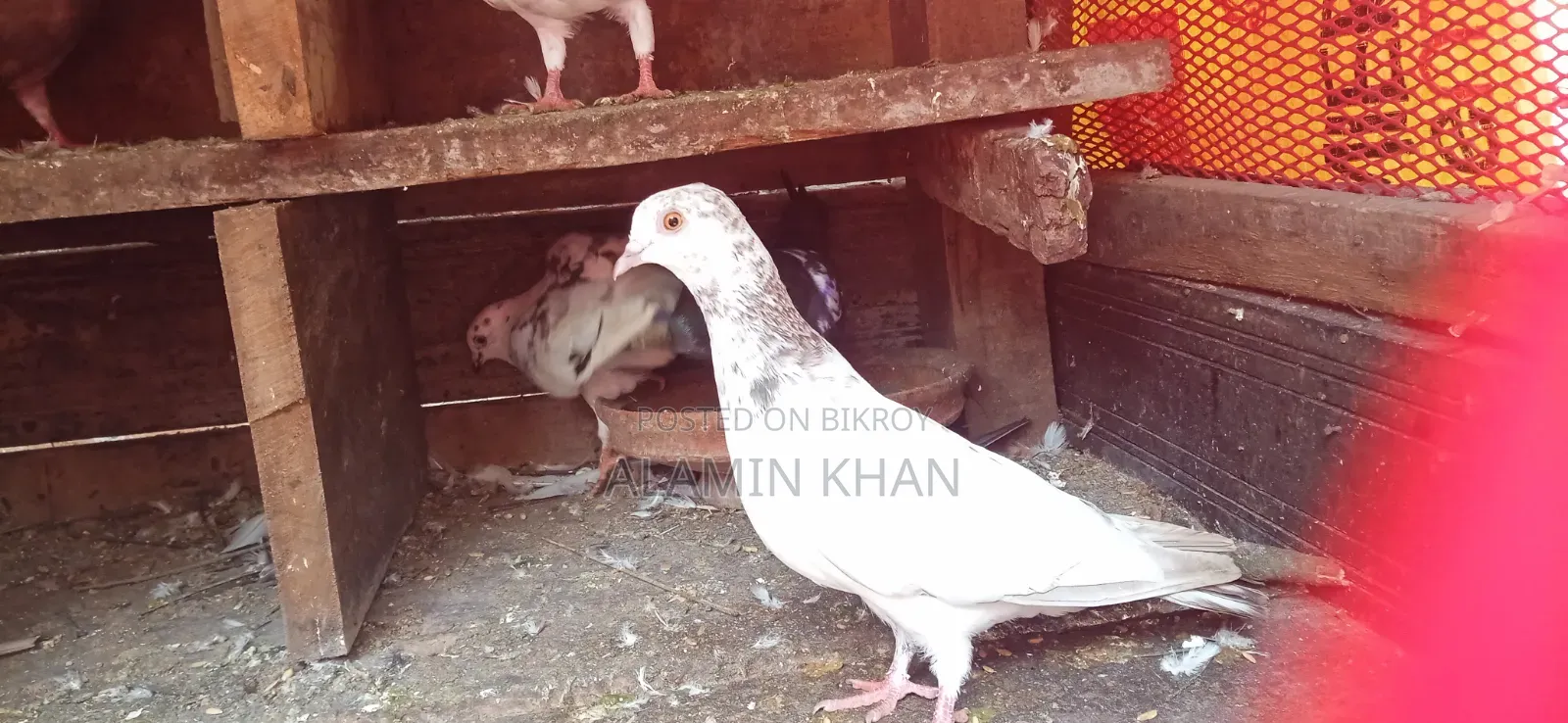 ২ টি রানিং মাদি