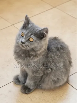 1-3 Months Female Purebred Persian Kitten