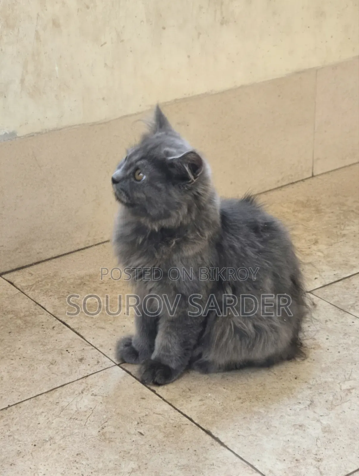 1-3 Months Female Purebred Persian Kitten