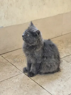 1-3 Months Female Purebred Persian Kitten