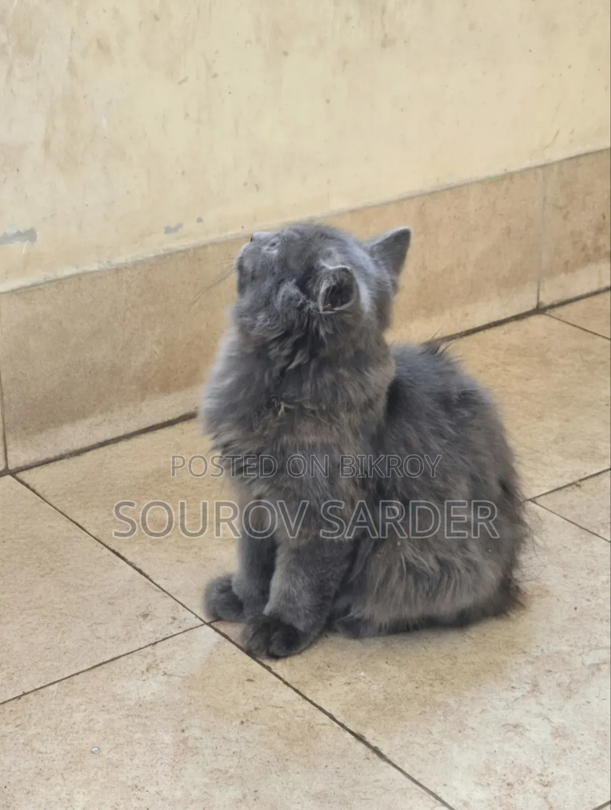 1-3 Months Female Purebred Persian Kitten