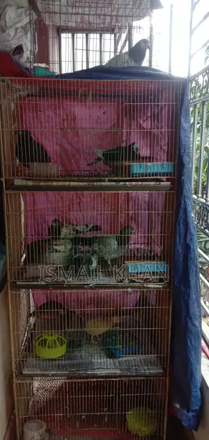 ৫-তলা খাঁচাসহ সম্পূর্ণ ফার্ম সেটআপ বিক্রয়