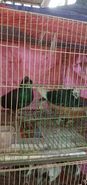 ৫-তলা খাঁচাসহ সম্পূর্ণ ফার্ম সেটআপ বিক্রয়