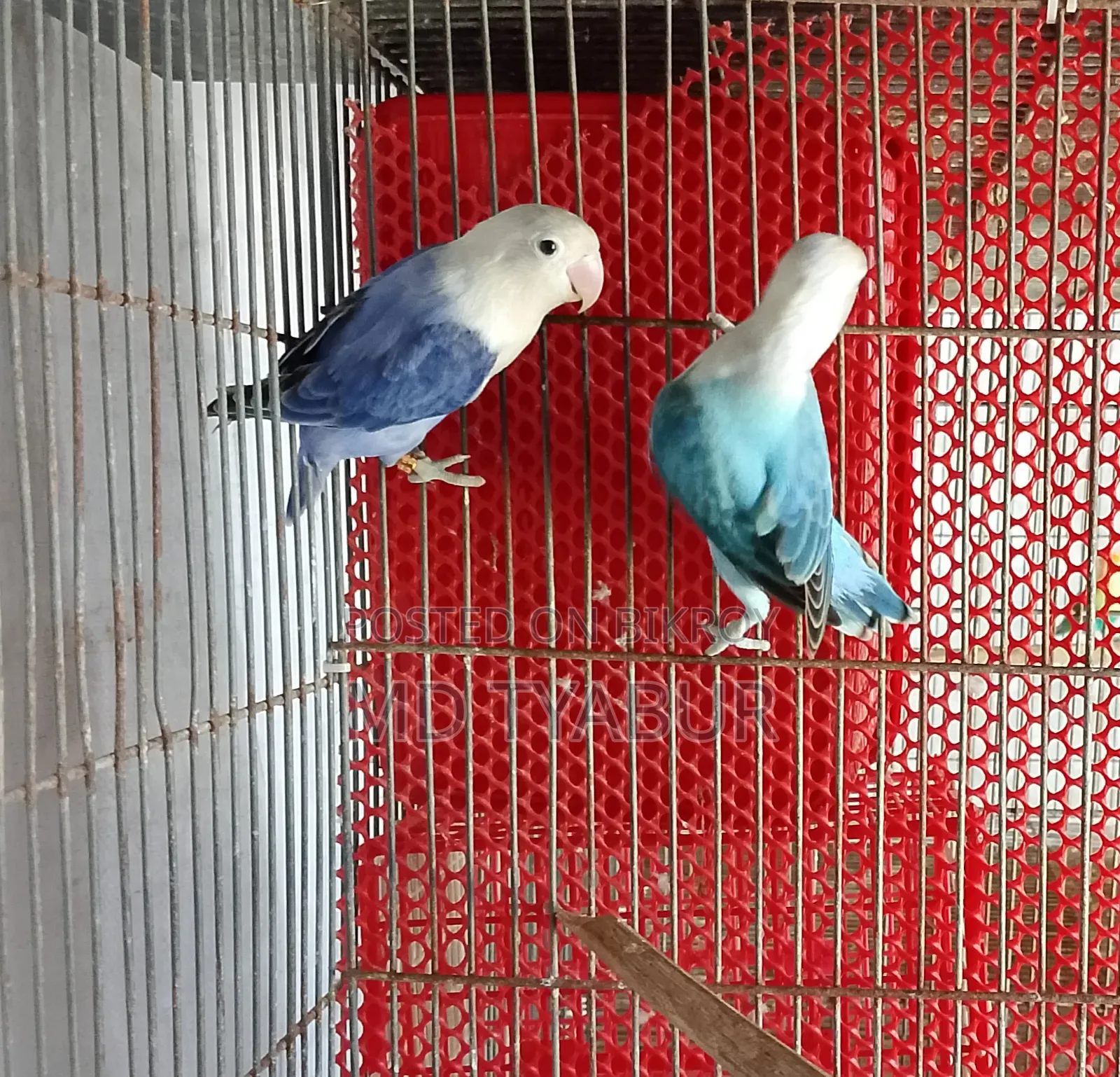 Love Bird Opline