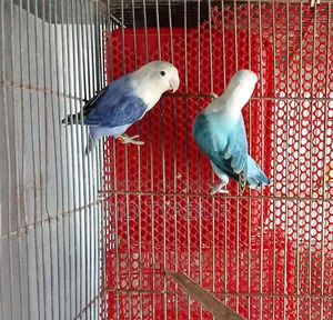 Love Bird Opline