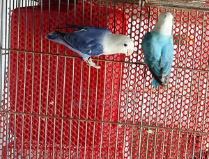 Love Bird Opline