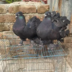 কালো লখা ১ যোরা
