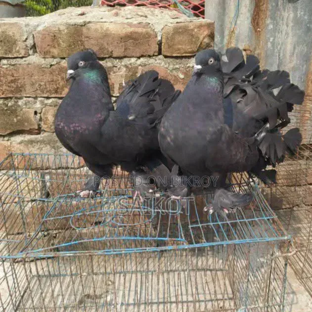 কালো লখা ১ যোরা