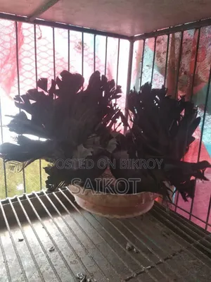 কালো লখা ১ যোরা