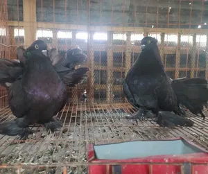 কালো লখা ১ যোরা