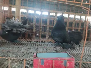 কালো লখা ১ যোরা