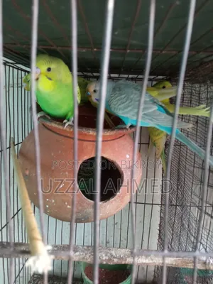 বাজরিগার পাখি