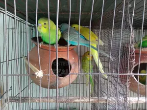 বাজরিগার পাখি