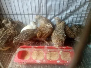 Egg-laying Running Quail Birds for Sale