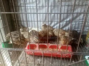 Egg-laying Running Quail Birds for Sale