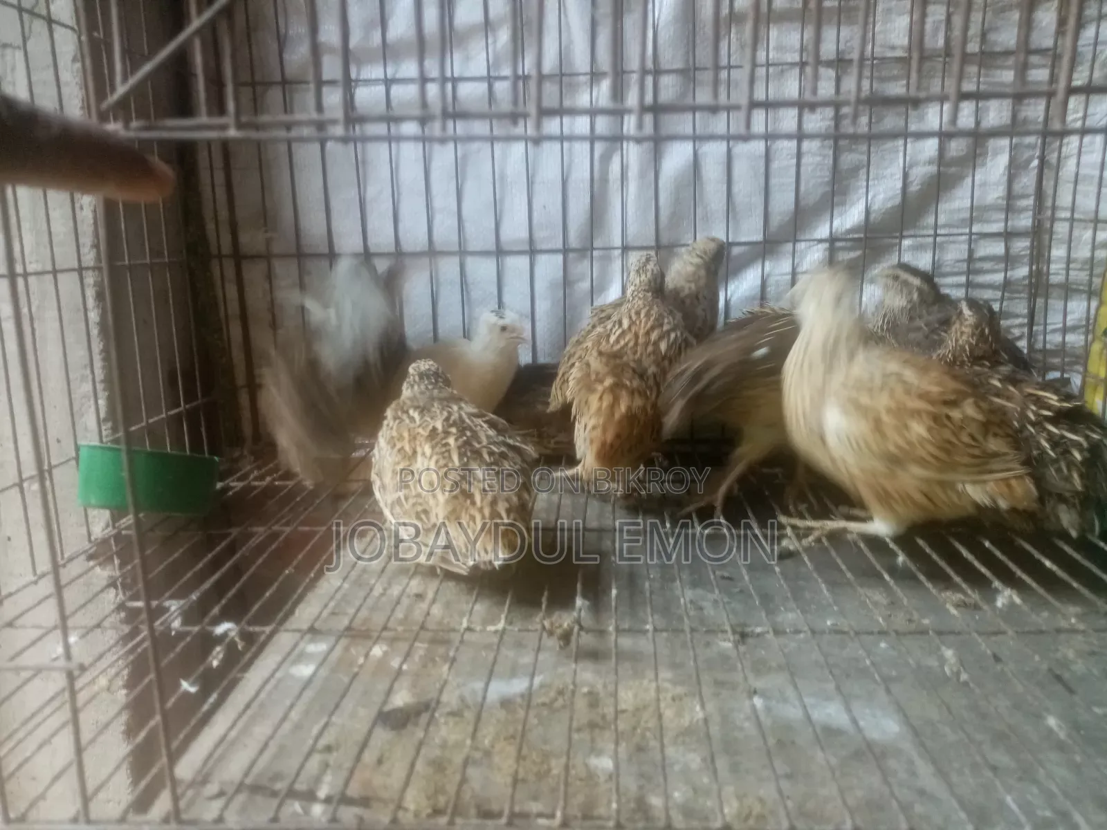 Egg-laying Running Quail Birds for Sale