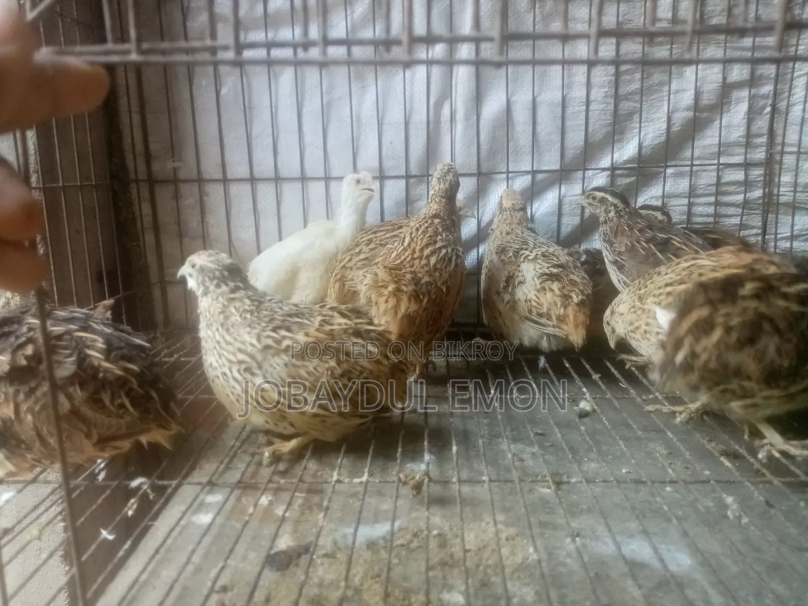 Egg-laying Running Quail Birds for Sale