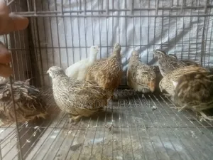 Egg-laying Running Quail Birds for Sale