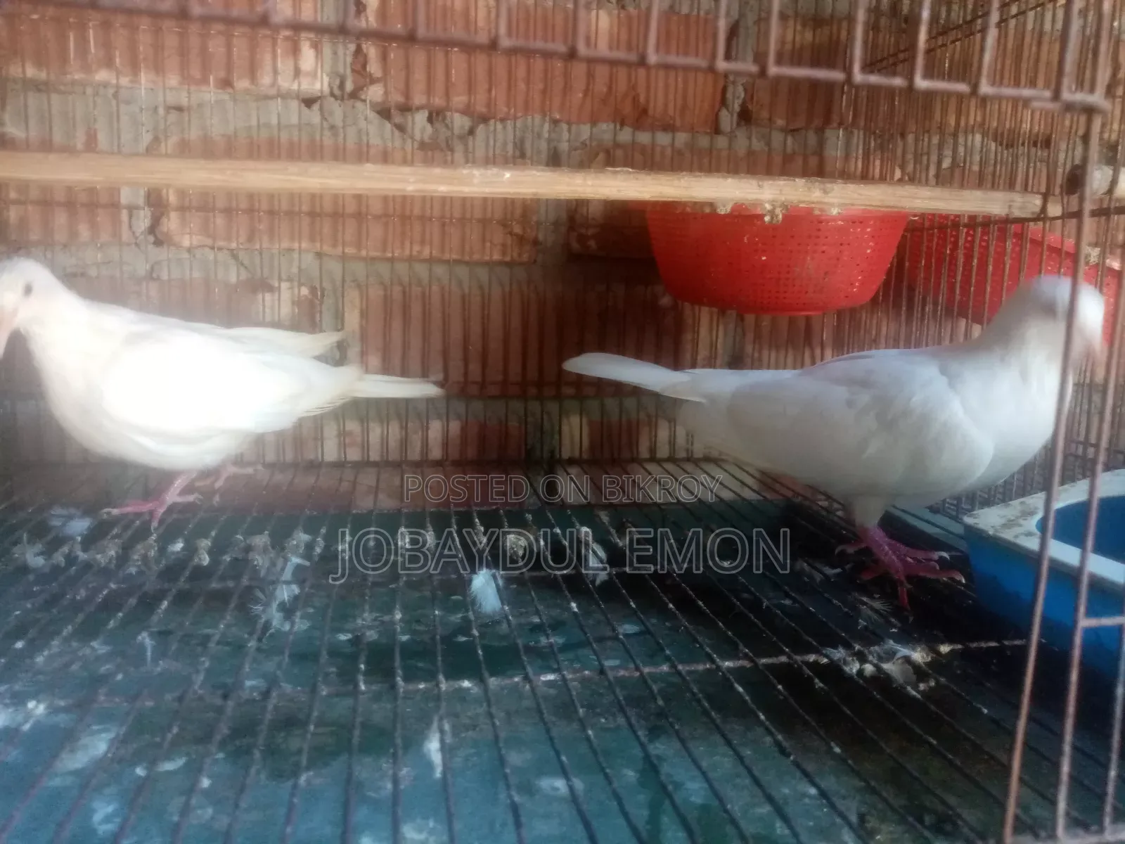 অস্ট্রেলিয়ান রানিং সাদা ঘুঘু বিক্রি হবে