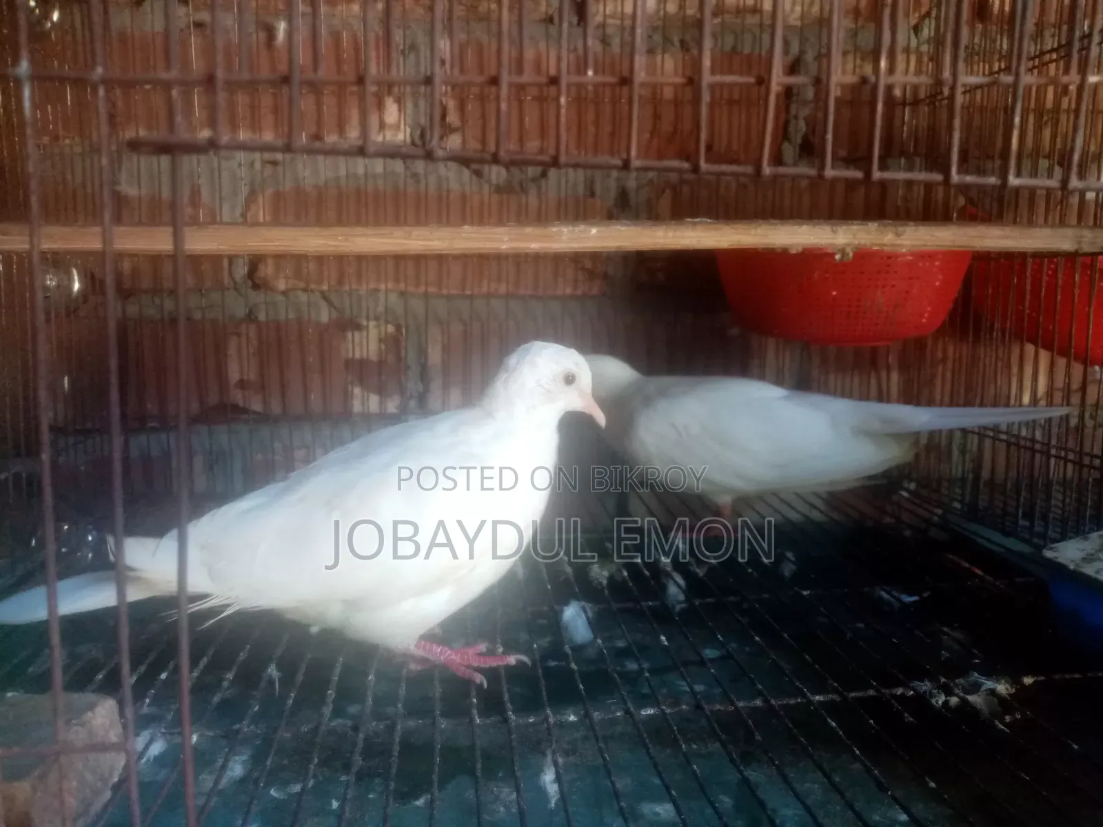 অস্ট্রেলিয়ান রানিং সাদা ঘুঘু বিক্রি হবে