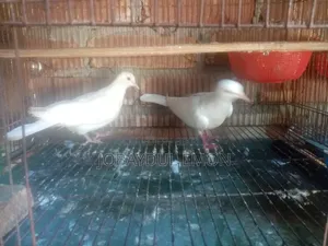 অস্ট্রেলিয়ান রানিং সাদা ঘুঘু বিক্রি হবে