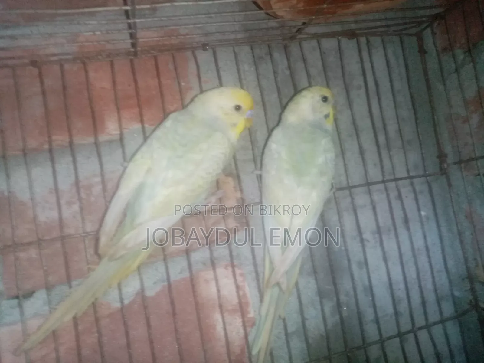 নিউ এডাল্ট বাজিকর জোরা