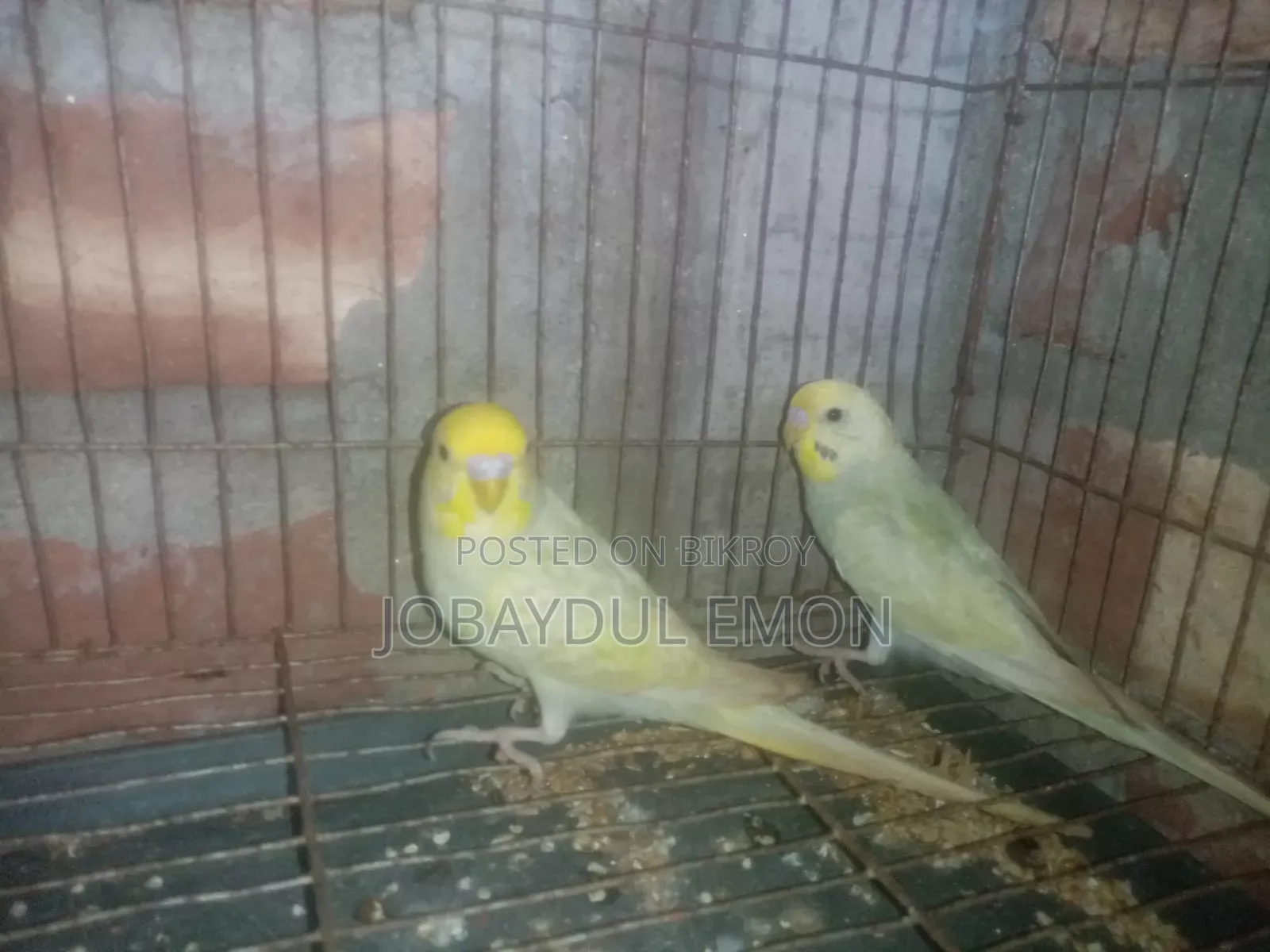 নিউ এডাল্ট বাজিকর জোরা