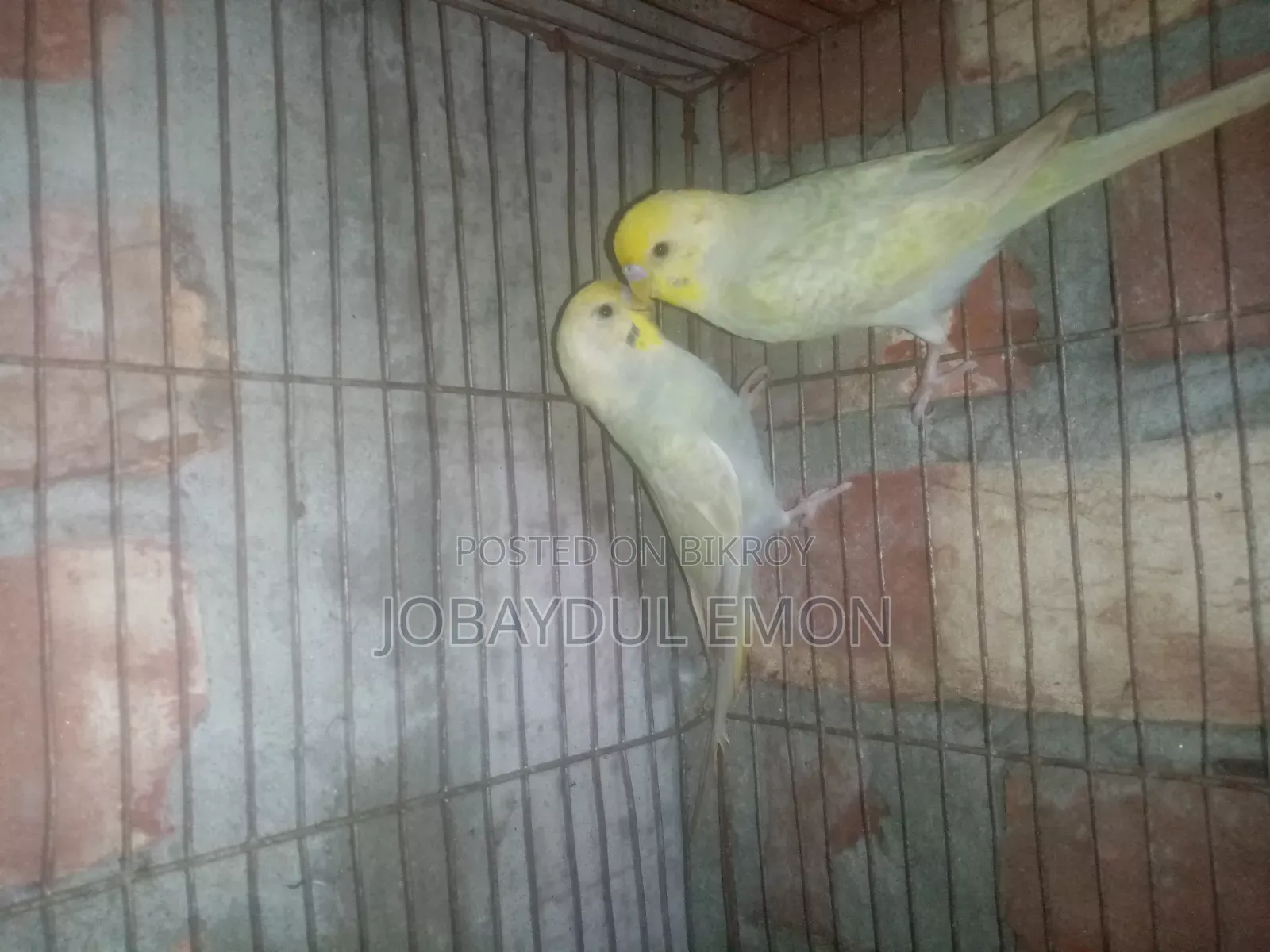 নিউ এডাল্ট বাজিকর জোরা