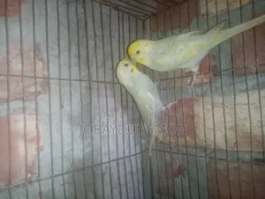 নিউ এডাল্ট বাজিকর জোরা