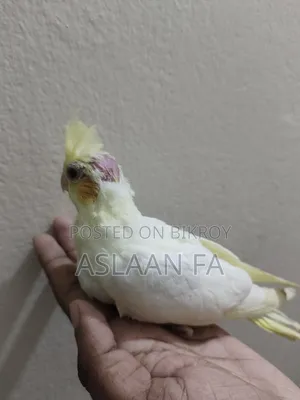 লুটিনো ককাটেল বেবি