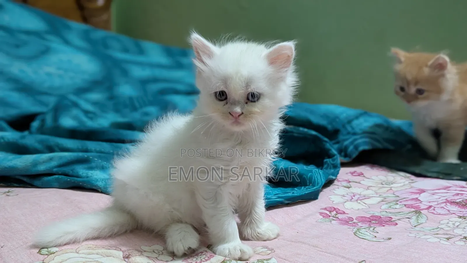 ১-৩ মাস বয়সী ফিমেল পিউরব্রেড পারশিয়ান