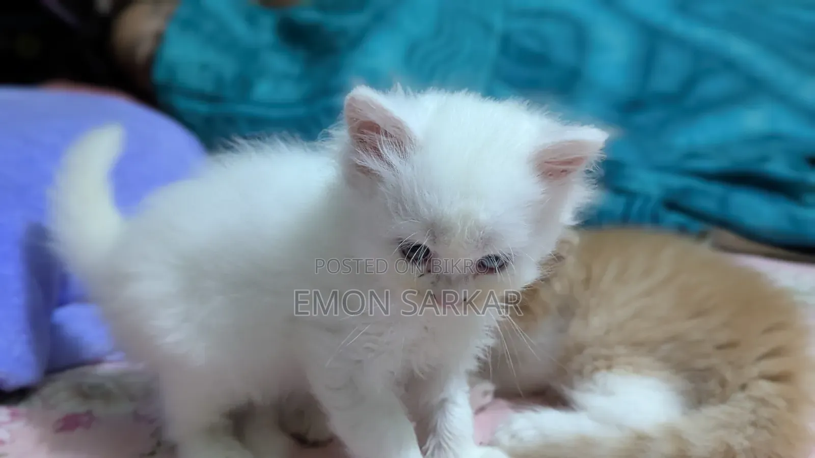 ১-৩ মাসের ফিমেল পিওরব্রেড পার্সিয়ান বিড়াল