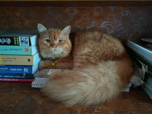 6-12 Months Female Purebred Persian Cat