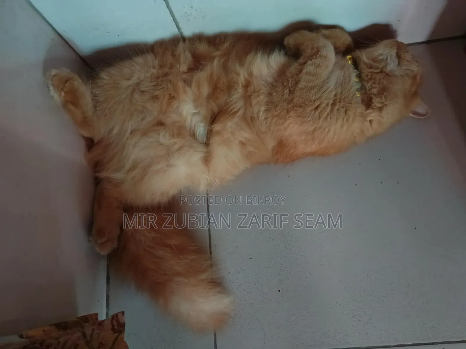 6-12 Months Female Purebred Persian Cat