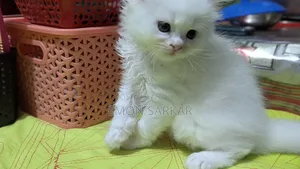 1-3 Months Male Purebred Persian