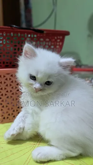1-3 Months Male Purebred Persian