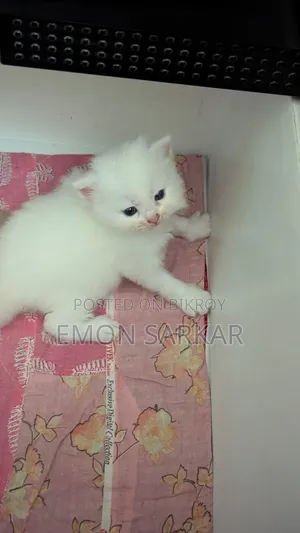 1-3 Months Male Purebred Persian