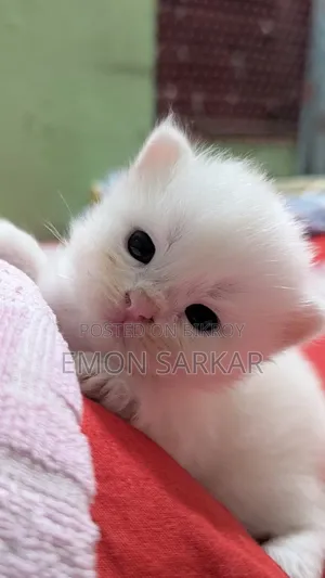 1-3 Months Male Purebred Persian