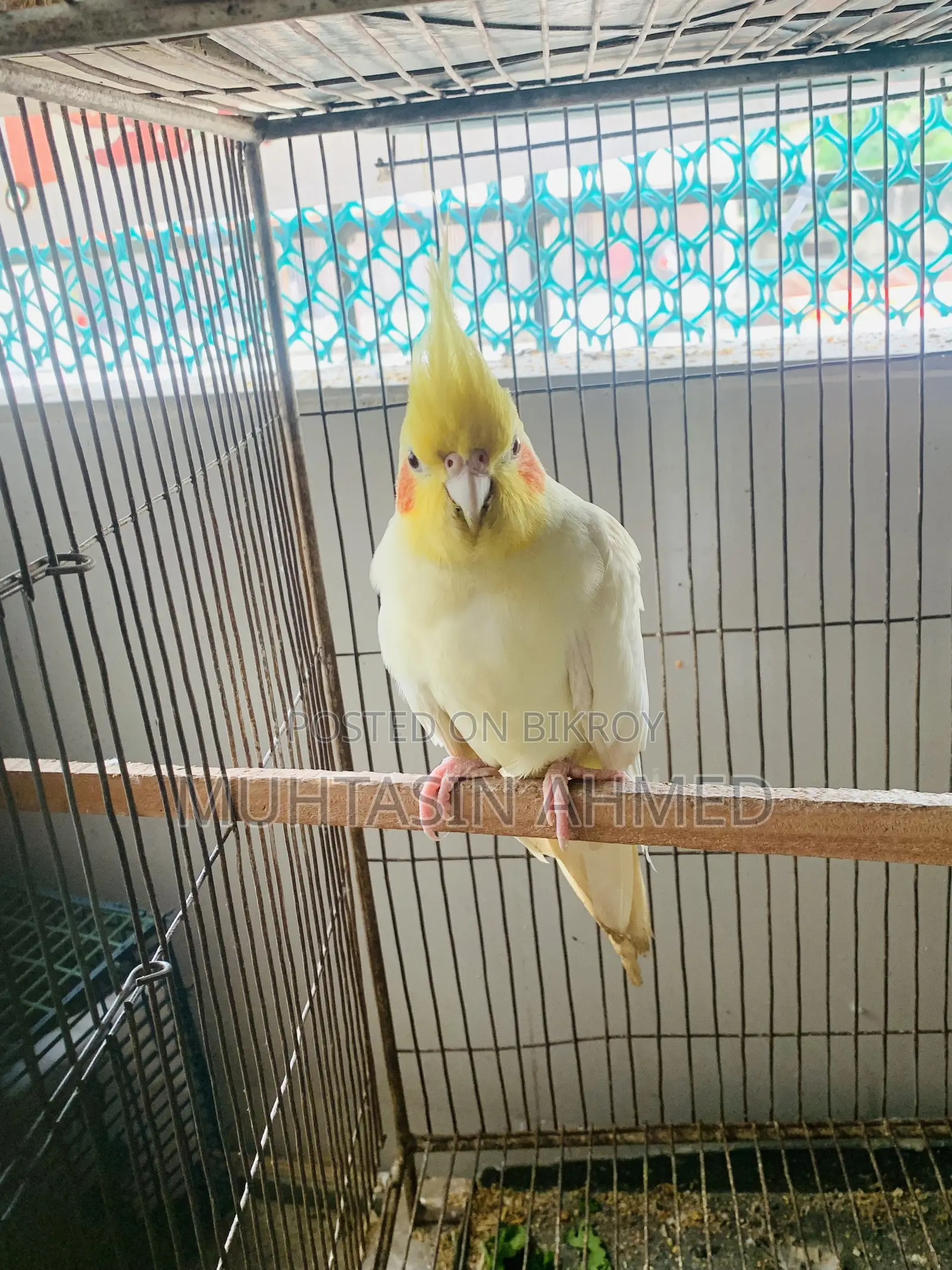 লুটিনো ককাটেল রানিং মেল