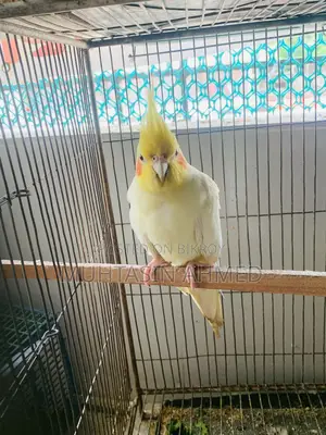 লুটিনো ককাটেল রানিং মেল