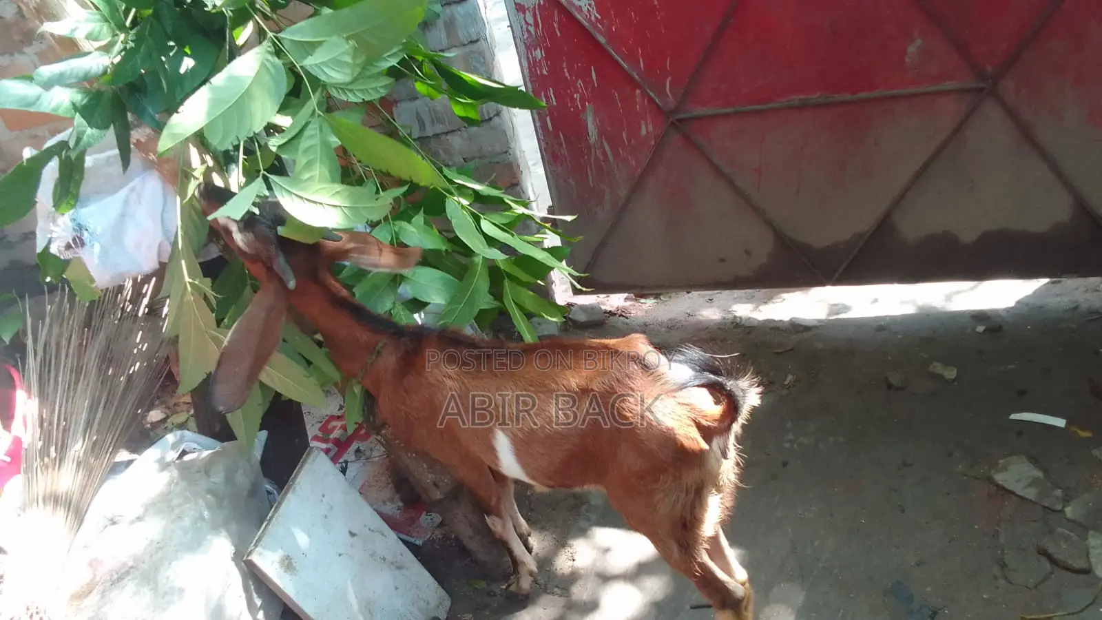 Goat for Sale