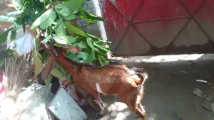 Goat for Sale