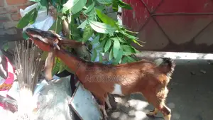 Goat for Sale
