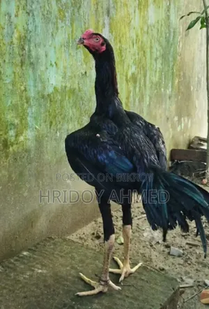 আরসিল মুরগা