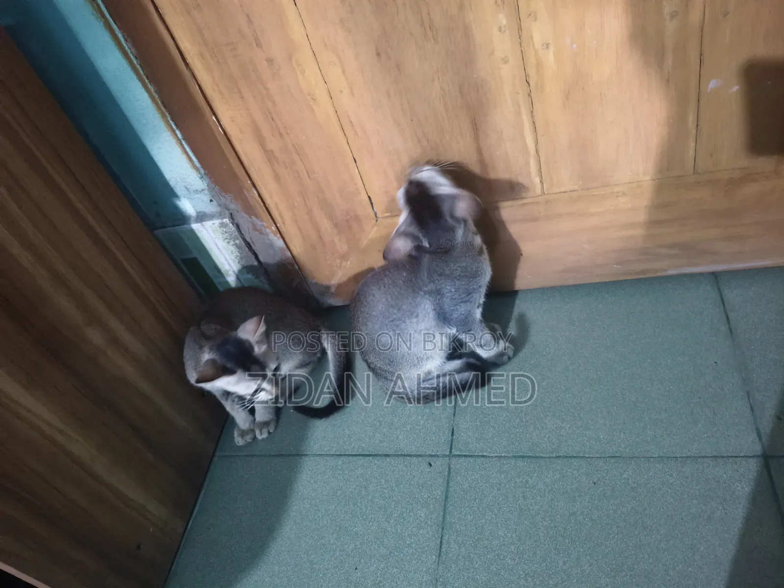 ১-৩ মাসের মেল পিউরব্রেড বেঙ্গল