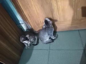 ১-৩ মাসের মেল পিউরব্রেড বেঙ্গল