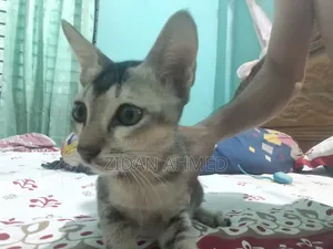 ১-৩ মাসের মেল পিউরব্রেড বেঙ্গল