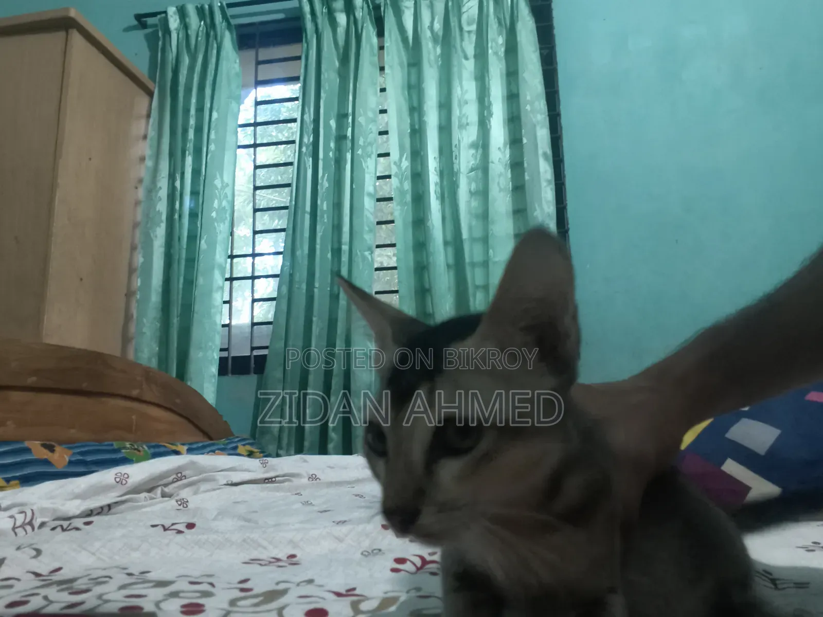 ১-৩ মাসের মেল পিউরব্রেড বেঙ্গল